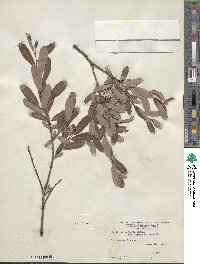 Salix pedicellaris image