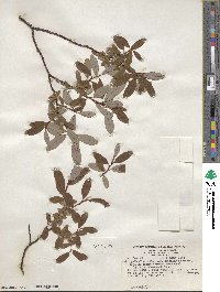 Salix pedicellaris image