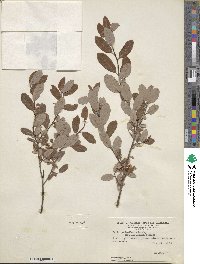 Salix pedicellaris image