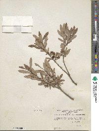 Salix pedicellaris image