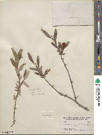 Salix pedicellaris image