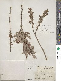 Salix pedicellaris image