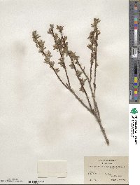 Salix pedicellaris image