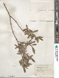 Salix pedicellaris image