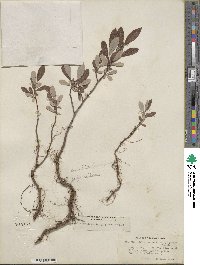 Salix pedicellaris image