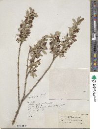 Salix pedicellaris image