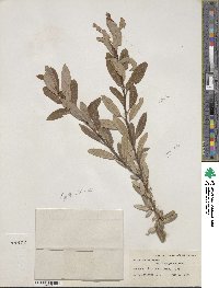 Salix pedicellaris image