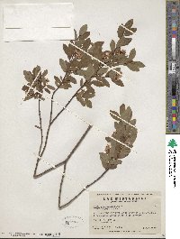 Salix pedicellaris image