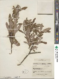 Salix pedicellaris image