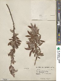 Salix pedicellaris image