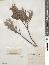 Salix pedicellaris image