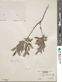 Salix pedicellaris image