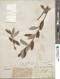 Salix pedicellaris image