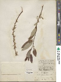 Salix pedicellaris image