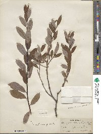 Salix pedicellaris image