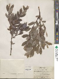 Salix pedicellaris image