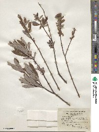 Salix pedicellaris image