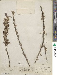 Salix pedicellaris image