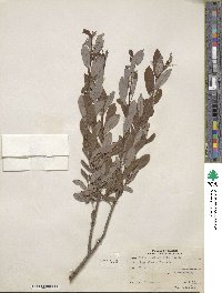 Salix pedicellaris image