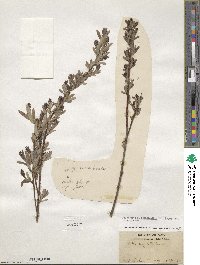 Salix pedicellaris image