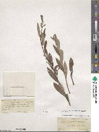 Salix pedicellaris image