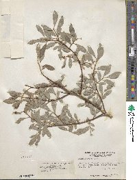 Salix pedicellaris image