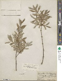 Salix pedicellaris image