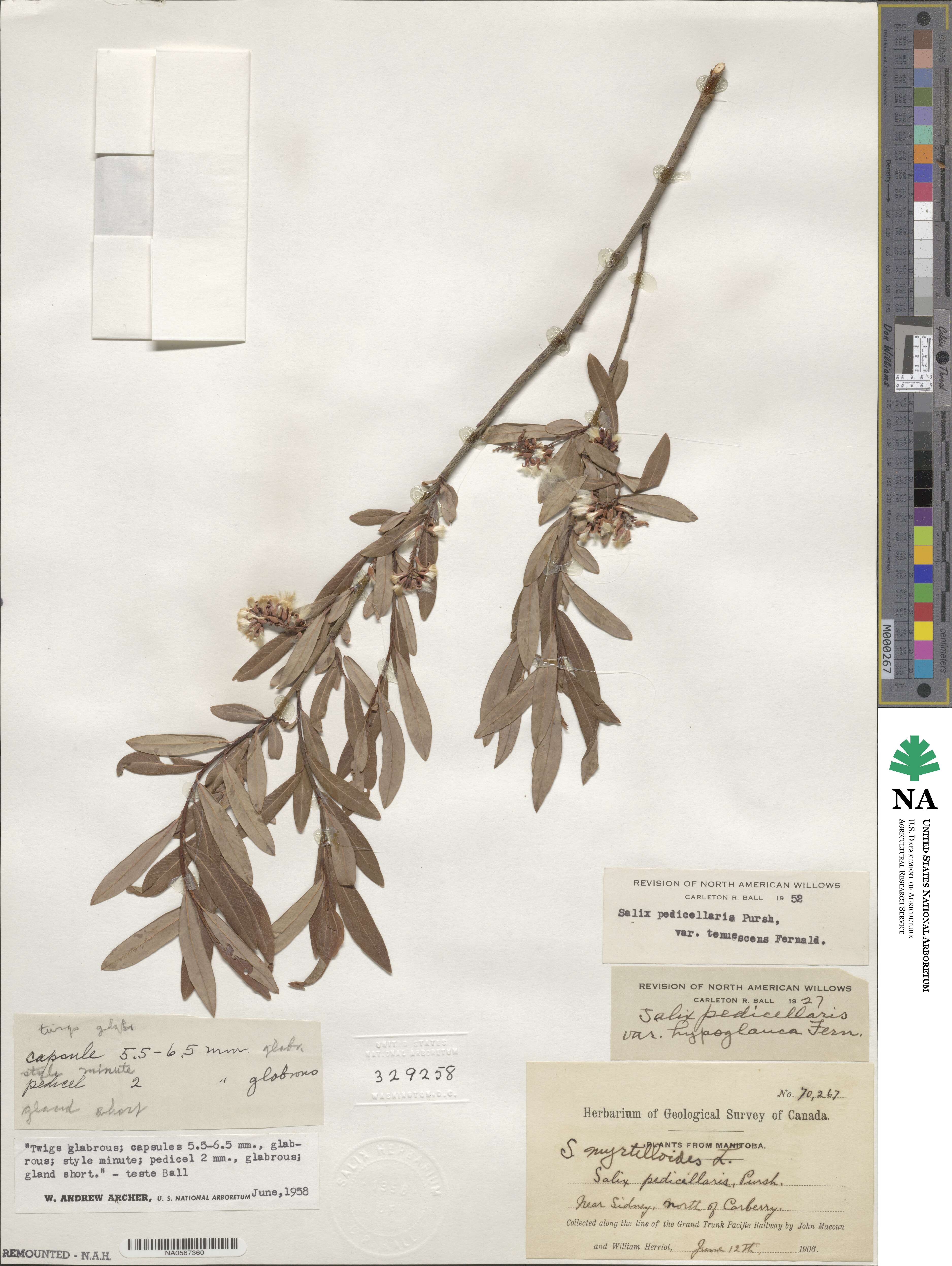 Salix pedicellaris f. tenuescens image