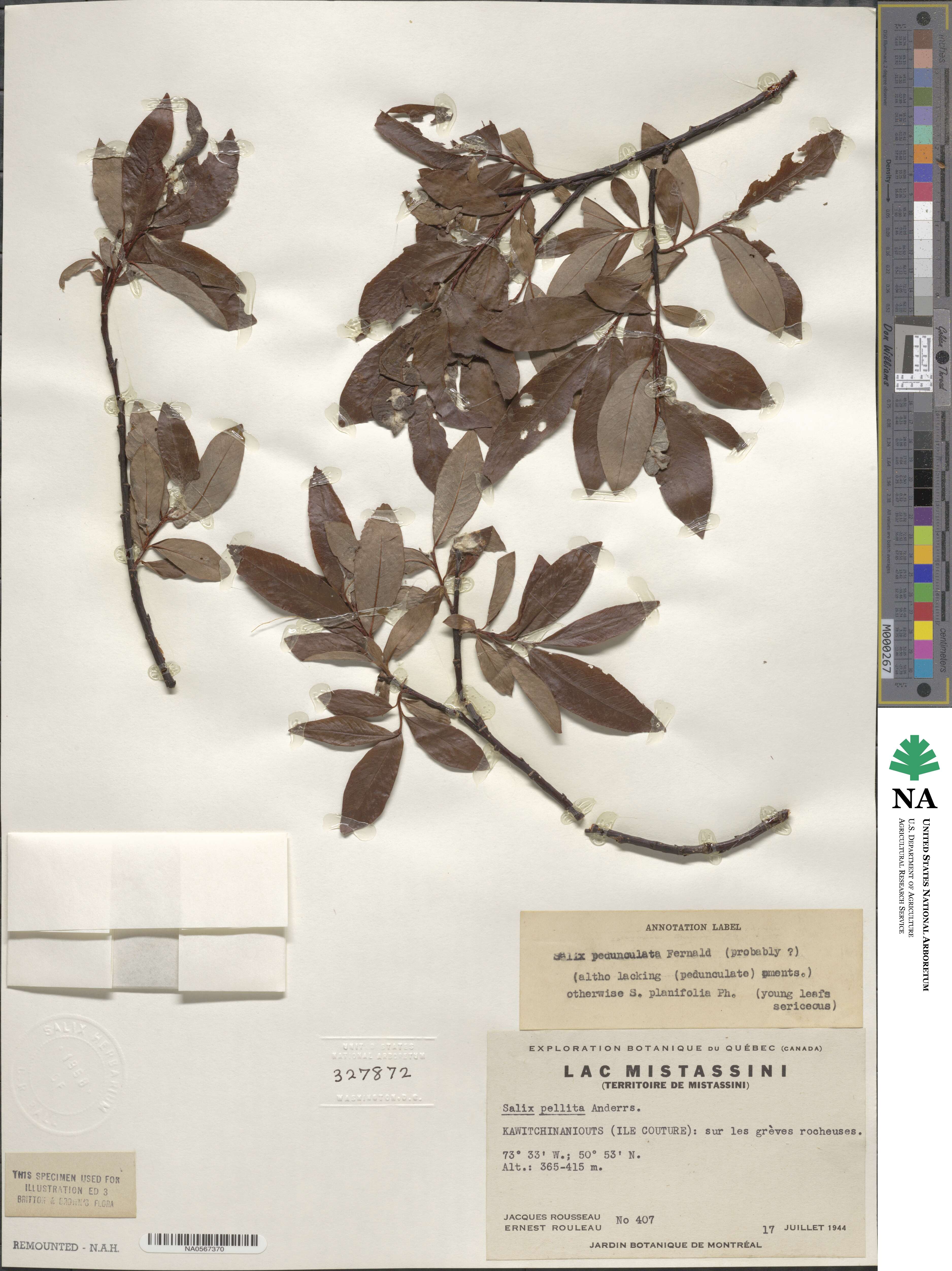 Salix ×pedunculata image