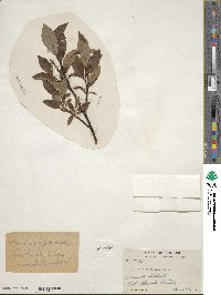 Salix ×pedunculata image