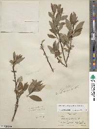 Salix ×pedunculata image