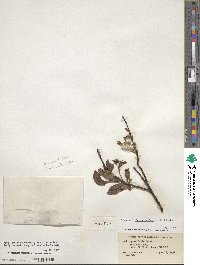 Salix ×pedunculata image