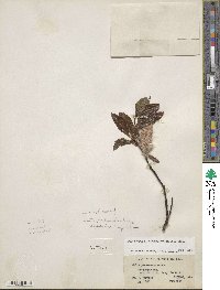 Salix ×pedunculata image