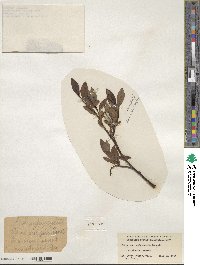 Salix ×pedunculata image