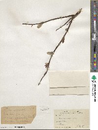 Salix ×pedunculata image