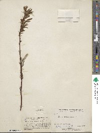 Salix ×pedunculata image