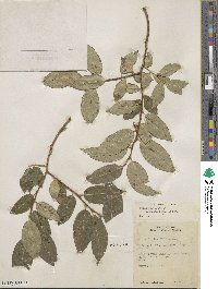 Salix pentandra image