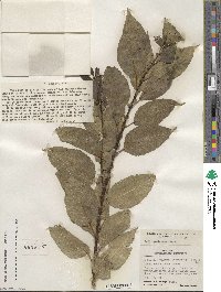 Salix pentandra image