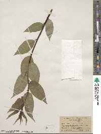 Salix pentandra image