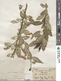 Salix pentandra image