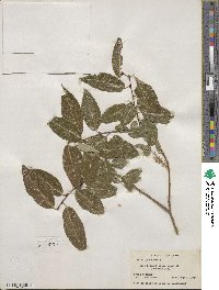 Salix pentandra image