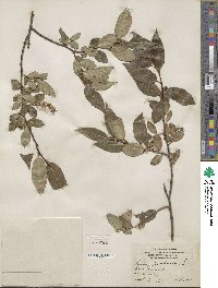 Salix pentandra image