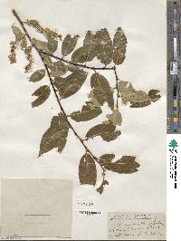 Salix pentandra image