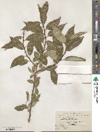 Salix pentandra image