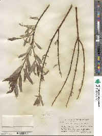 Salix petiolaris image