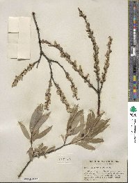 Salix petiolaris image