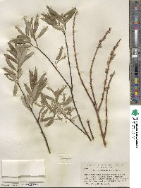 Salix petiolaris image