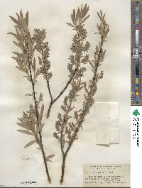 Salix petiolaris image