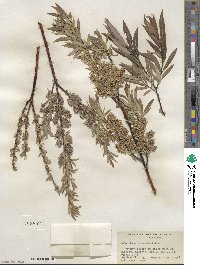 Salix petiolaris image