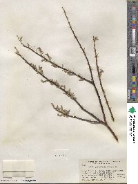 Salix petiolaris image